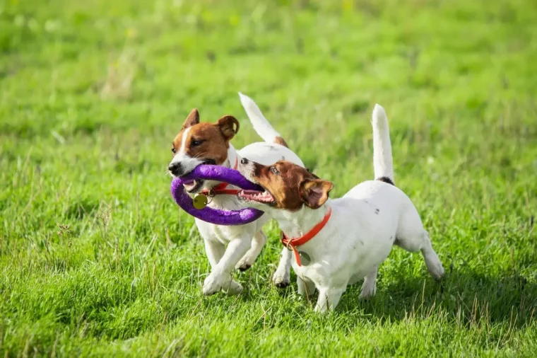 jeux chiens pelouse gazon jouets compagnie animaux soleil nature