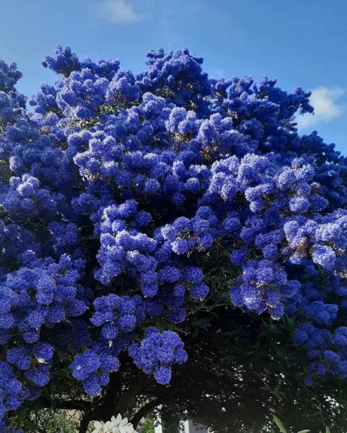 la ceanothe fleurs blues haie fleuri brise vue
