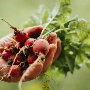 6 légumes à croissance rapide à planter en septembre pour une récolte express avant les gels !