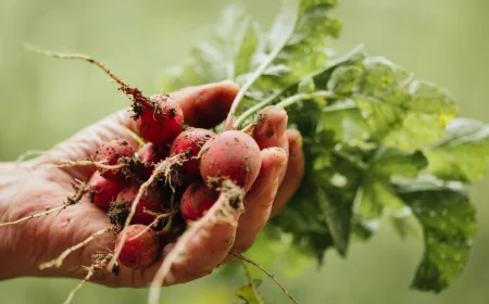 la liste des legumes a planter en septembre radis rouges