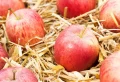 Ces astuces permettent de conserver les pommes le plus longtemps possible