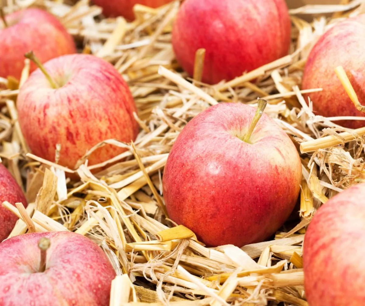 laisser les pommes reposer sur du paille comment conserver des pommes pour l hiver