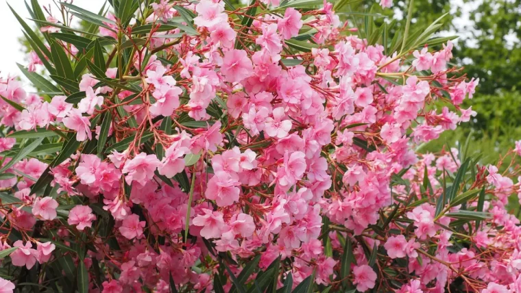 laurier rose entretien culture jardin feuilles vertes fleurs roses