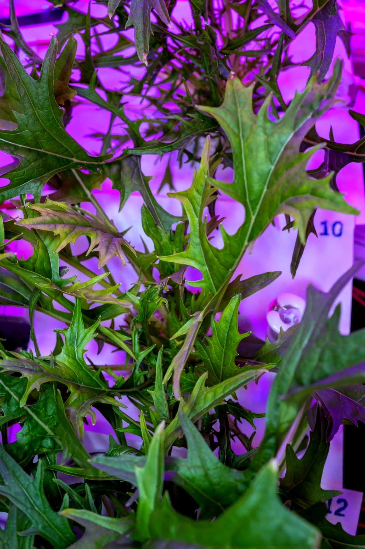 le mizuna cultive dans l espace feuilles vertes lumiere violette