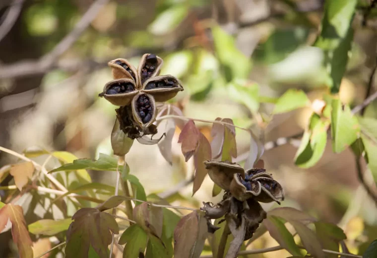 les graines formees par les fruits des fleurs fanees des pivoines