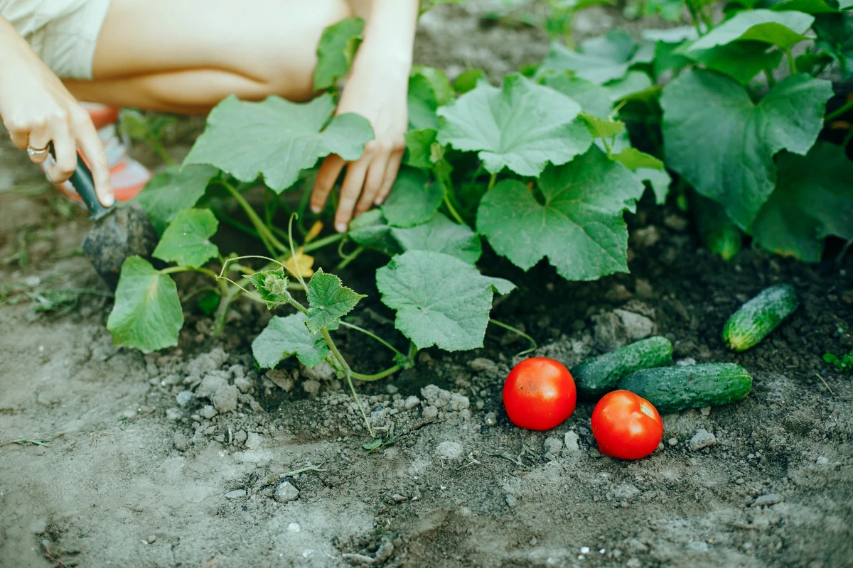 les principes de la culture des rotation tomates rouges concombre