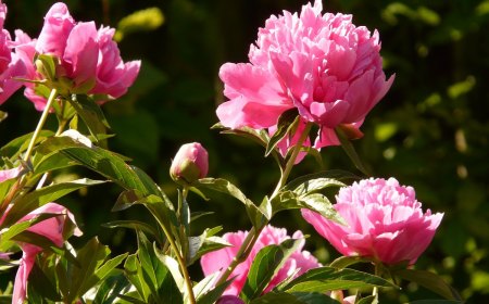 les tiges d une pivoine arbustive avec ses fleurs roses en diagonale du bas gauche vers le haut
