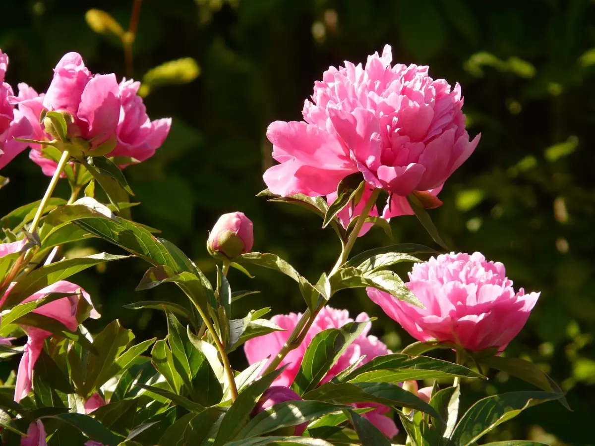 les tiges d une pivoine arbustive avec ses fleurs roses en diagonale du bas gauche vers le haut