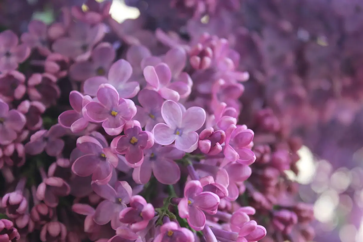 lilas fleurs petales violettes plante toute l annee jardin