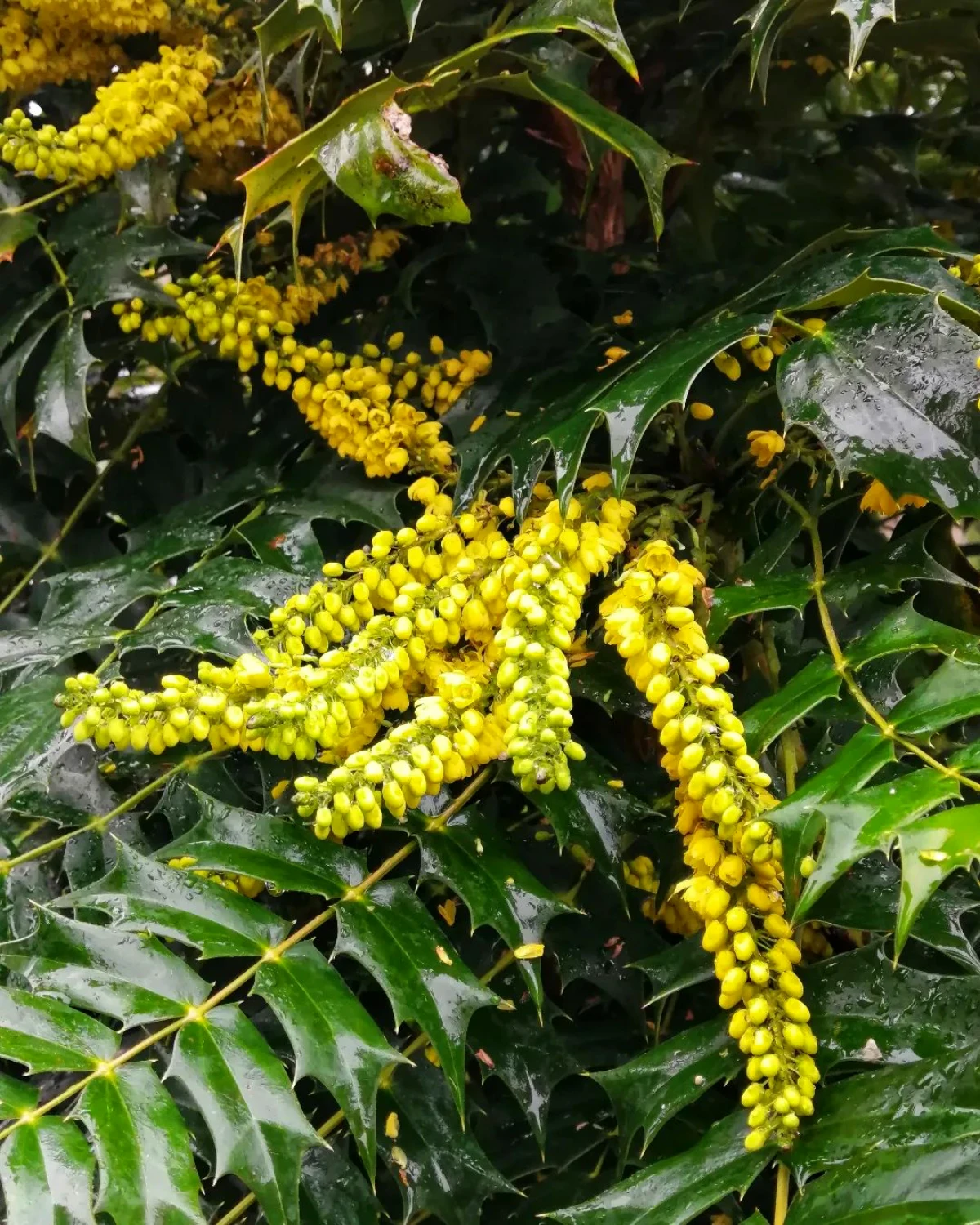 mahonia japonica arbuste florasion hivernale fleurs jaunes