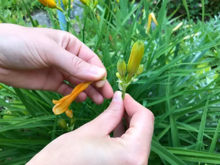 mains supression fleurs fanees feuillage verte deadheading technique