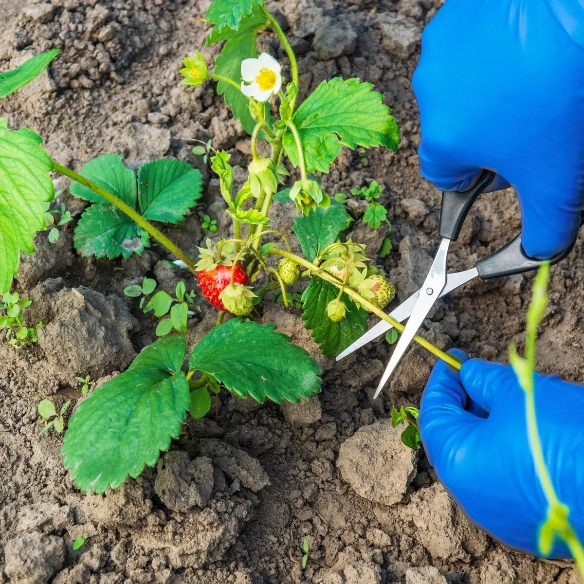 methode pour multiplier fraisier ciseaux tige longue noeud feuilles vertes fruit