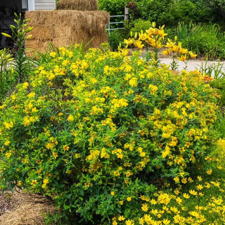 millepertuis arbuste longue floraison jaune exemple haie brise vue fleuri