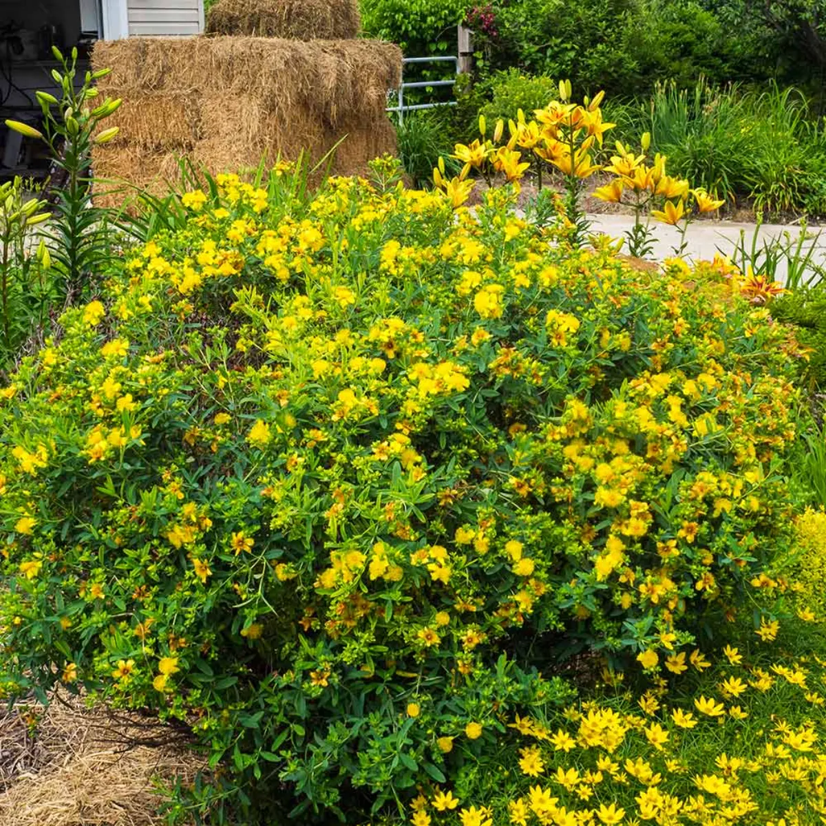 millepertuis arbuste longue floraison jaune exemple haie brise vue fleuri