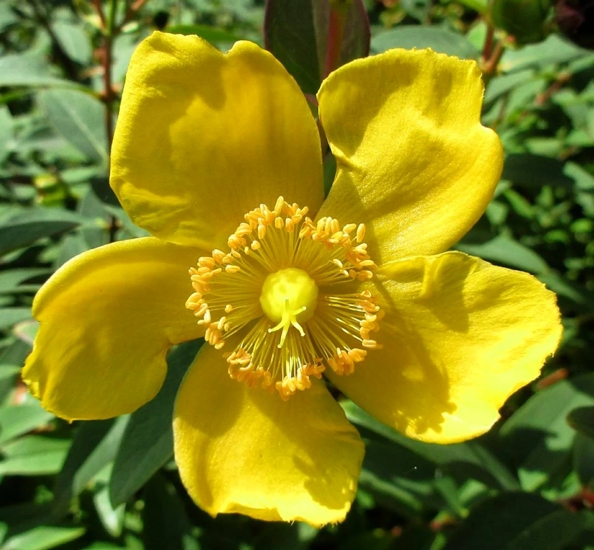 millepertuis fleurs jaunes arbuste floraison estivale