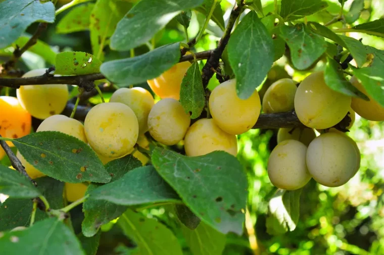 mirabelles jaunes vertes sur une branche