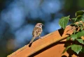 Un oiseau entre dans la maison : signification selon l’espèce et la direction du vol