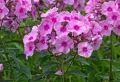 Doit-on couper les fleurs fanées des phlox : le guide qu’il vous faut pour faire le bon choix