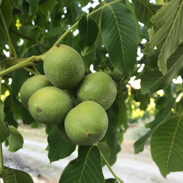 noyer fruits verts feuilles vertes plantation en septembre