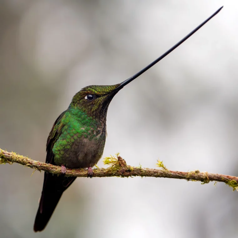 oiseau espece plumes vertes branche bois arbre nature varietes