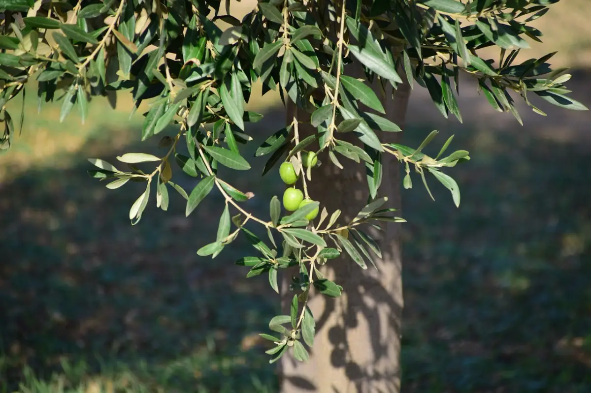 olivier tronc feuilles vert fonce fruits ombre herbe gazon