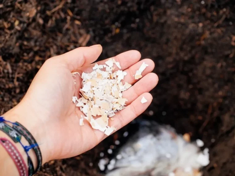 omment mettre les coquilles d'œufs dans les plantes dans une main aubrasselet