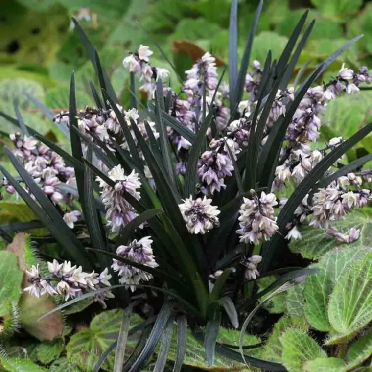 ophiopogon planiscapus avec son feuillage noir et ses fleurs blanches roses