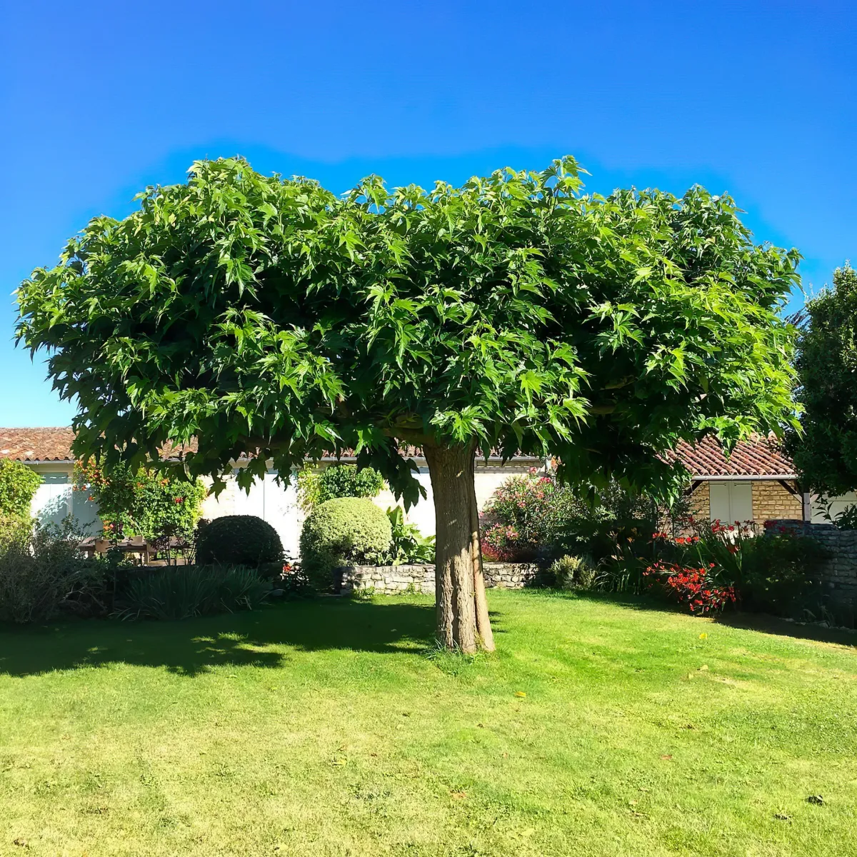 ou planter le murier platane dans le jardin conseils