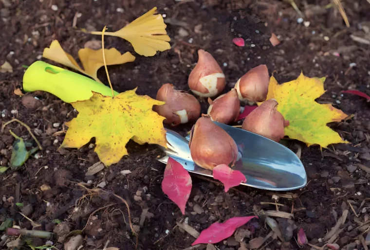 outil de jardinage avec six bulbes de tulipes au ras le sol avec quelques feuilles mortes jaunes et rouges