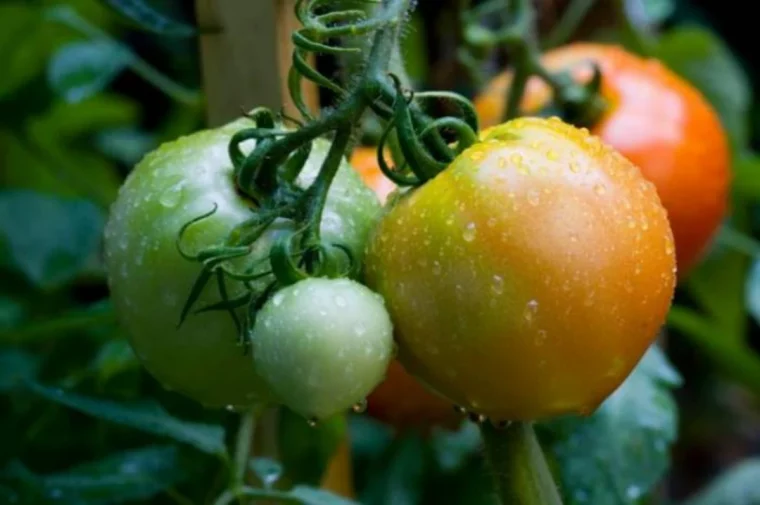 pailler les tomates en septembre tomates vertes et rouges