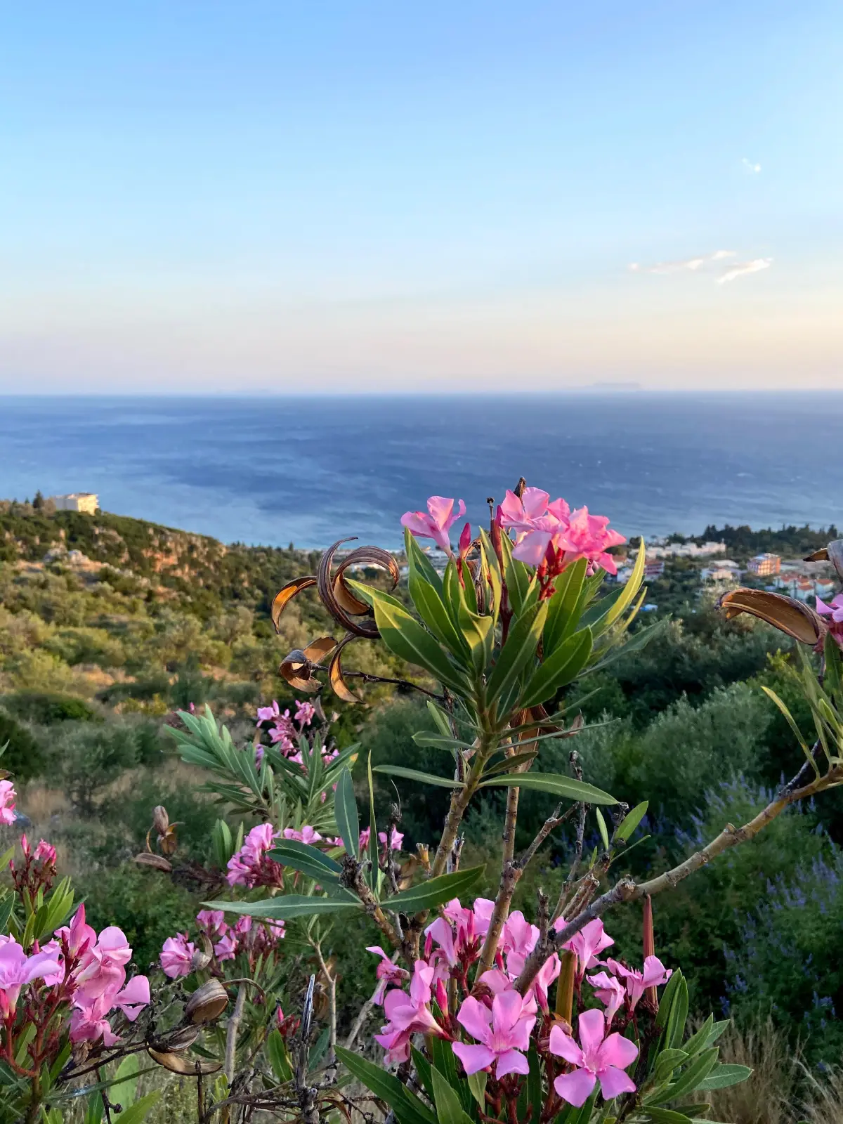 paysage vue mer arbuste fleurs climat mediterraneen ciel bleu