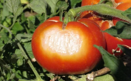 peau pale taches decoloration feuilles brulures solaires sur les tomates