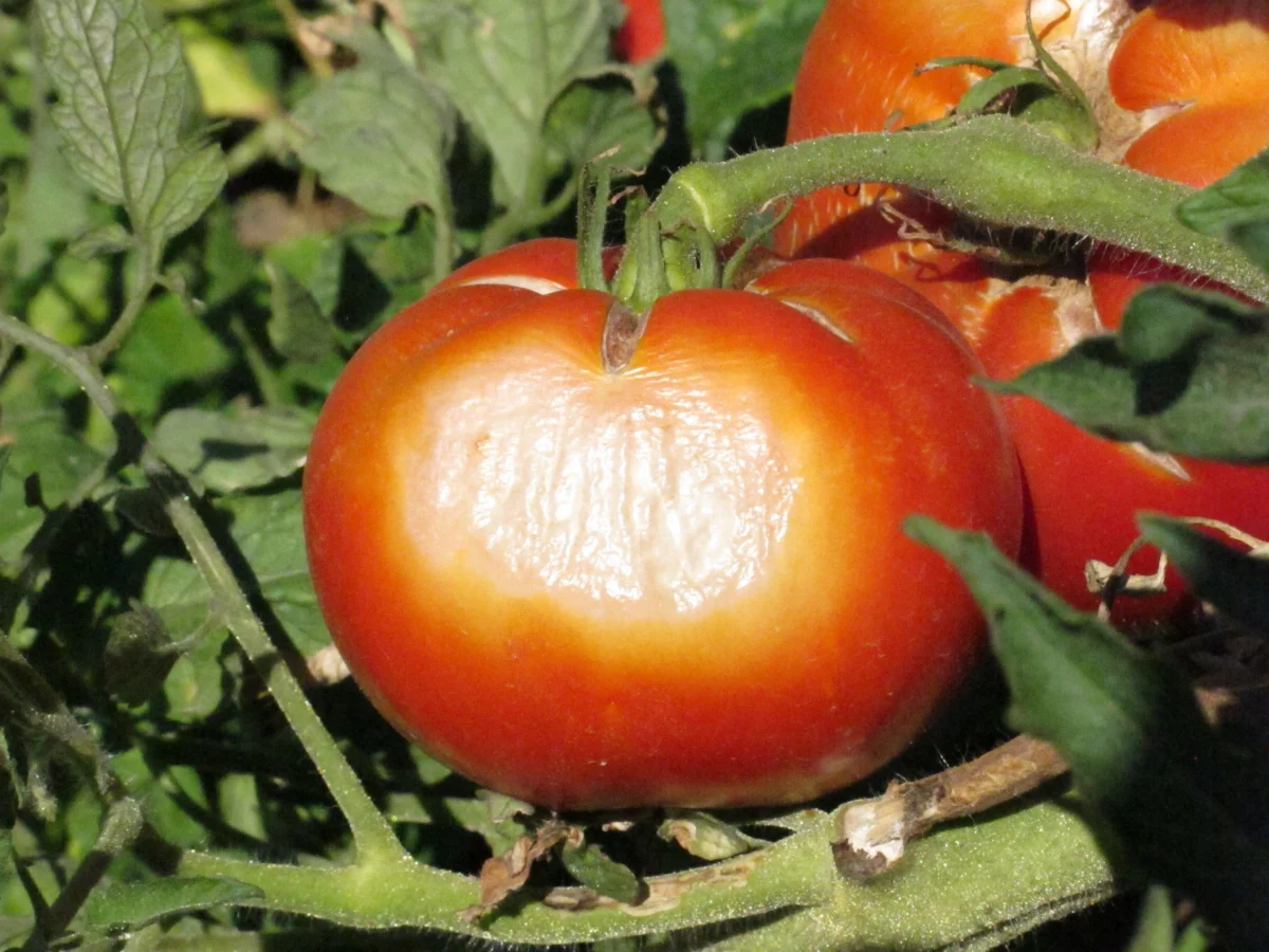 peau pale taches decoloration feuilles brulures solaires sur les tomates