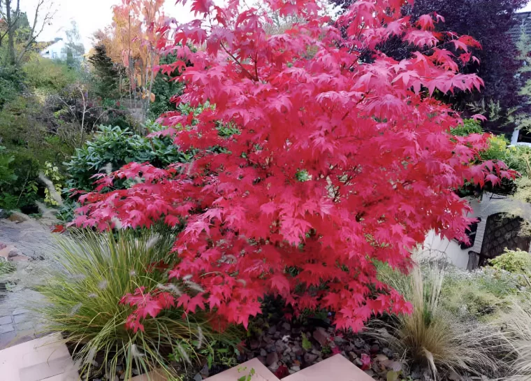 petit arbuste erable du japon dans un jardin avec des feuilles couleur fuchsia