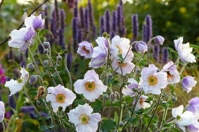 petites plantes vivaces à planter à l'automne anemones