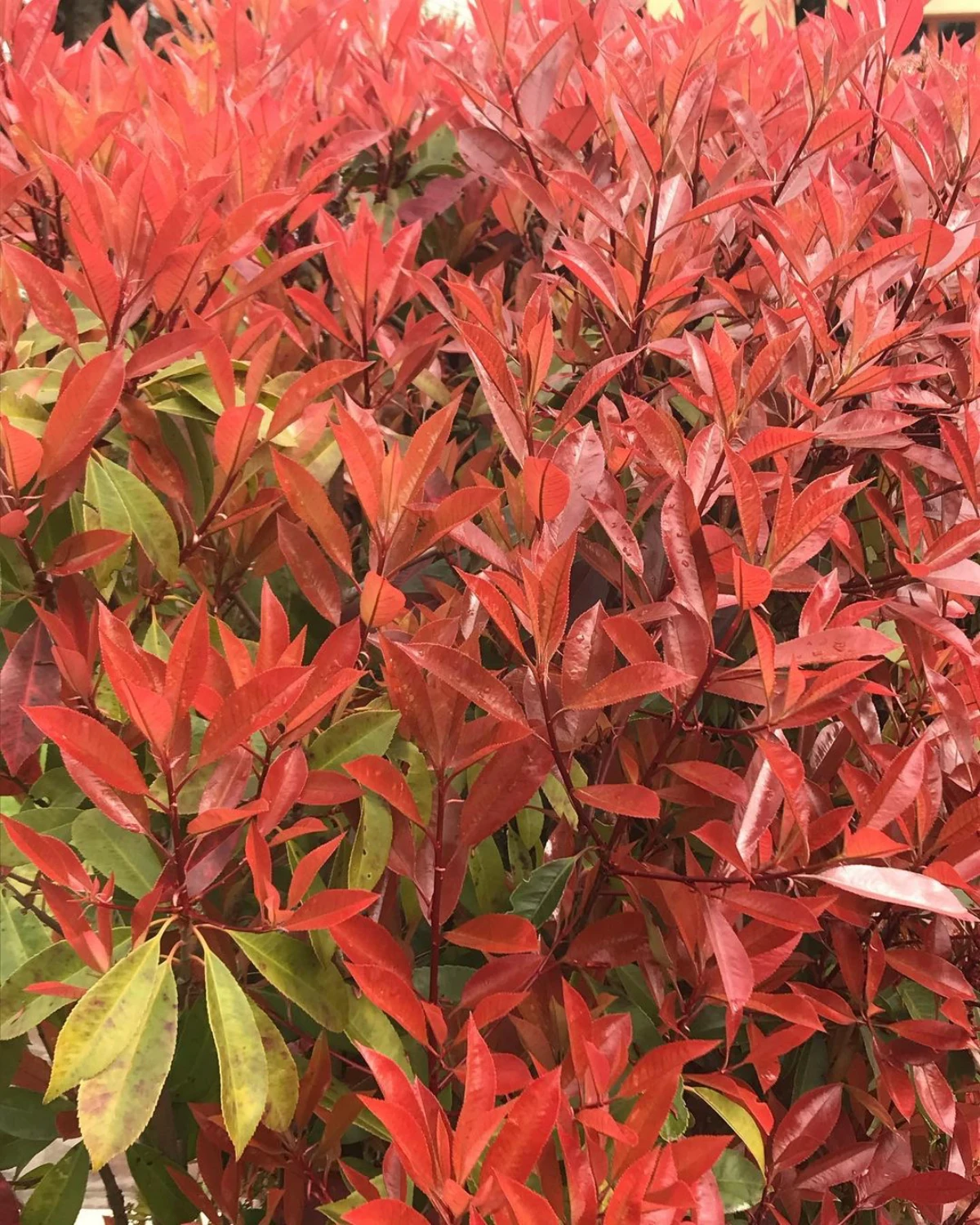 photinia feuilles rouges plantation arbuste septembre