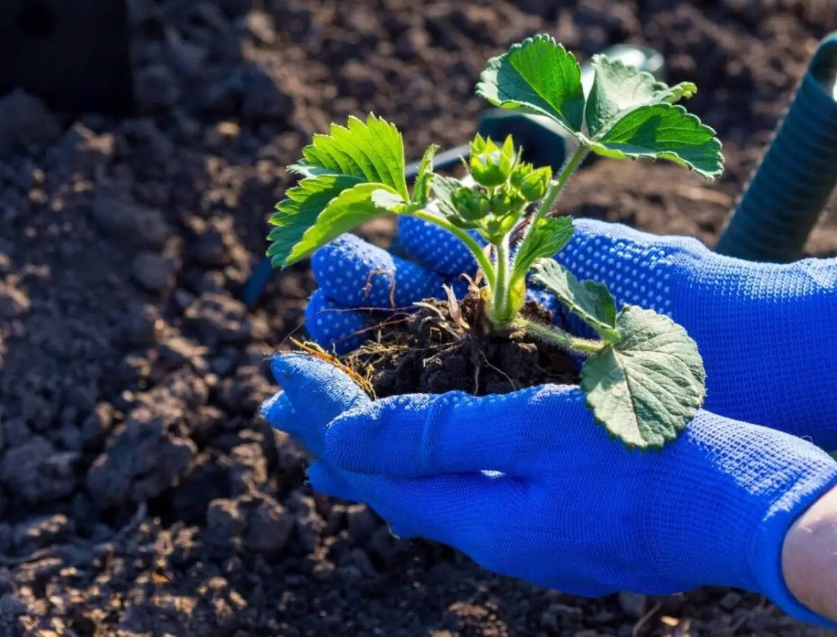 pied fraisier propagation gants jardin racines terre sol jardin