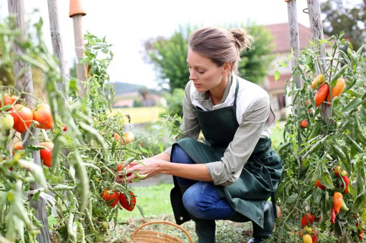 Femme qui vérifie ses pieds de tomates