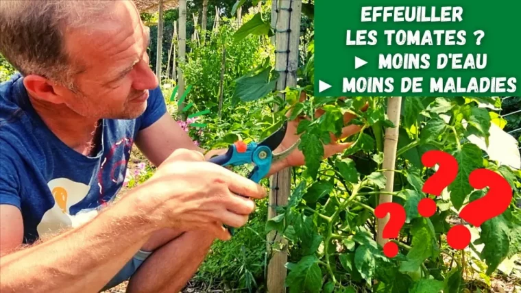 pieds de tomates pourquoi et comment les entretenir a la mi septembre effeuiller