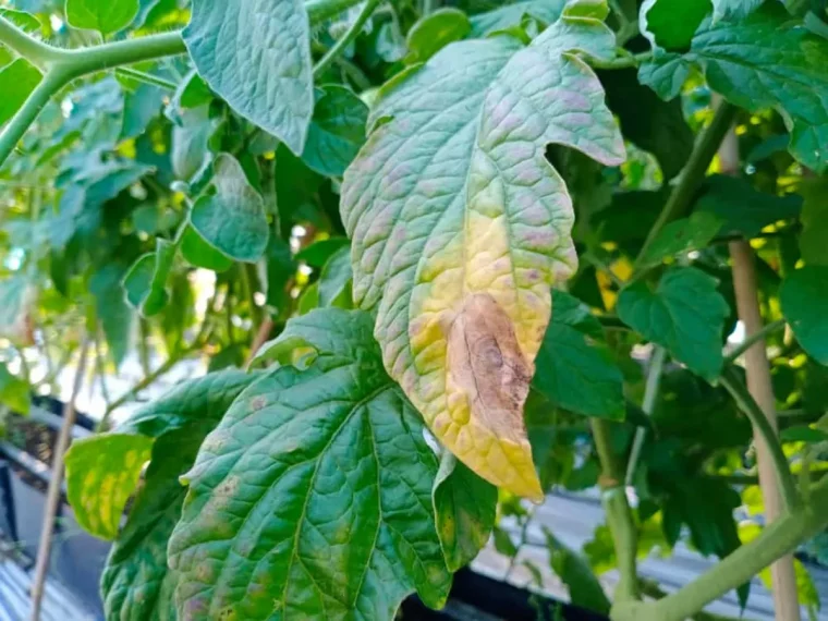 pieds de tomates pourquoi et comment les entretenir a la mi septembre feuilles jaunies fannees