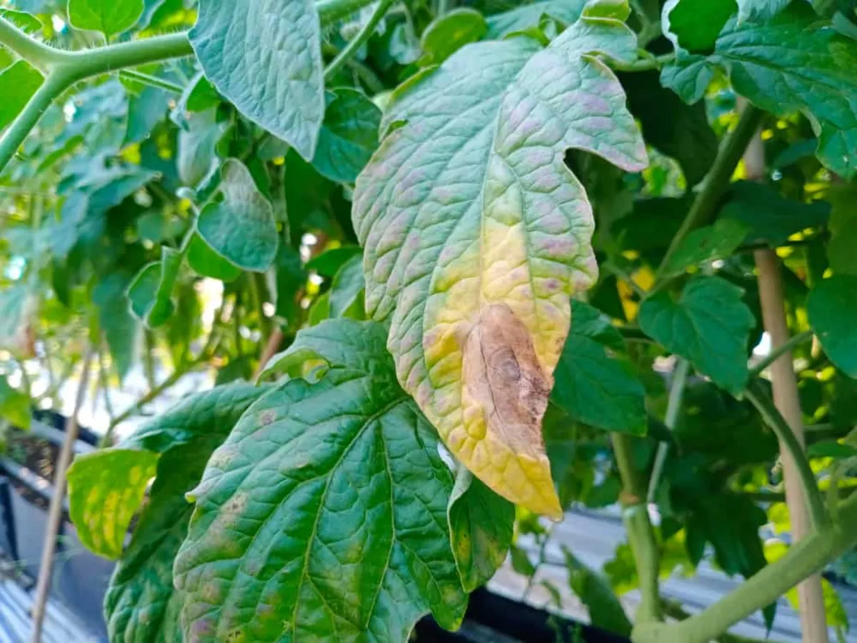 La couleur des feuilles des pieds de tomate, une indication précieuse 