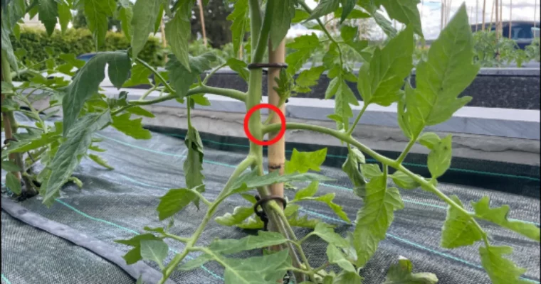 pieds de tomates pourquoi et comment les entretenir a la mi septembre gourmands