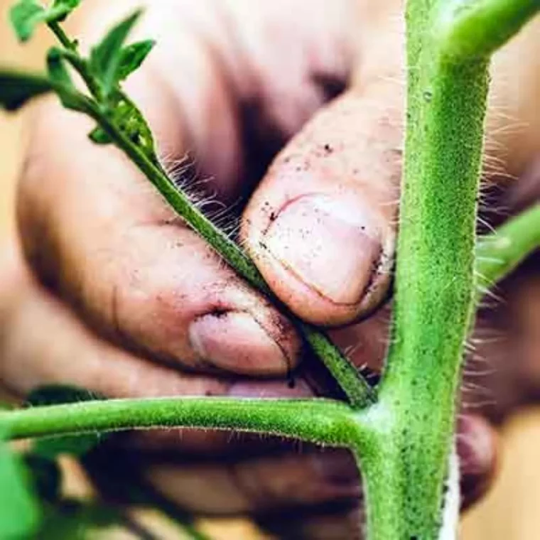 pieds de tomates pourquoi et comment les entretenir a la mi septembre pincer