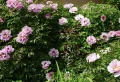 Quand tailler les pivoines arbustives et comment le faire : la clé d’une floraison abondante