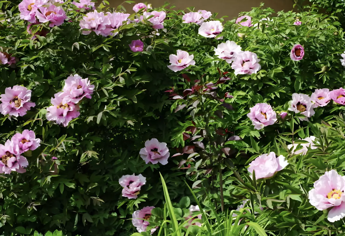 pivoine arbustive avec beaucoup de fleurs roses pales