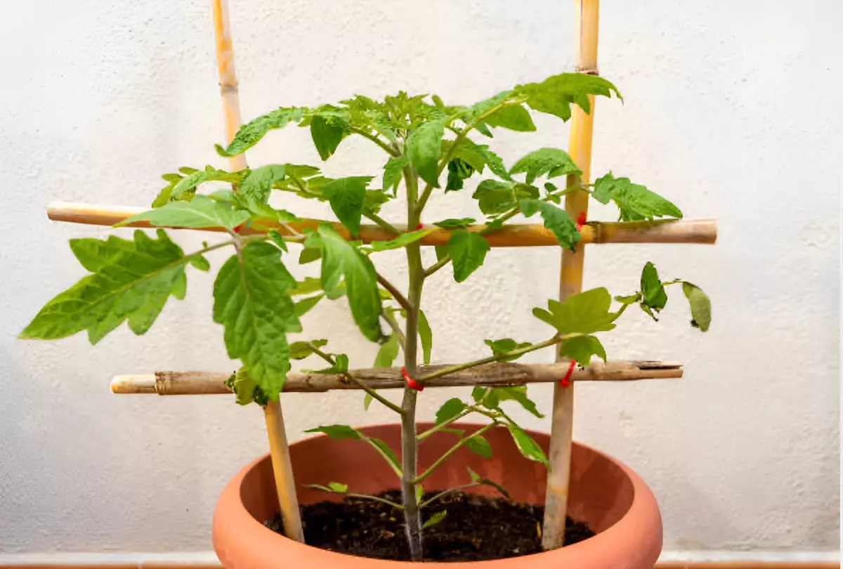 plant de tomates bien etabli en pot soutenu par un treillis de quatre bâtons en bamboo