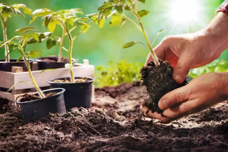 plant de tomates entre deux mains près de la terre sous les rayons du soleil a cote d autres plants en pots individuels