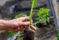 Planter des tomates en fin d’été : comment les faire pousser ?