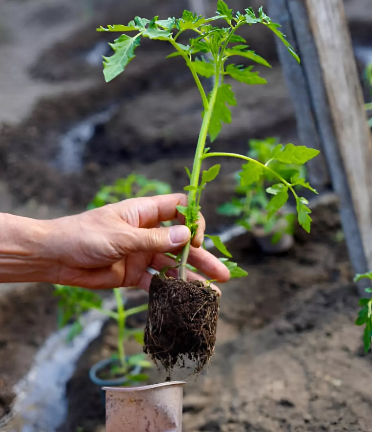 plant de tomates tenu par une main avec son petit systeme racinaire pret a etre plante