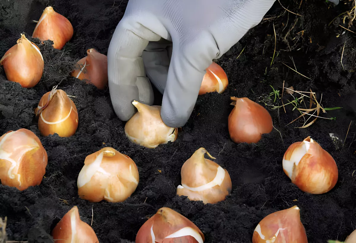plantation de bulbes de tulipes disposees dans une grilles avec un espacement de quelques centimetres